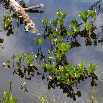 Image of bogbean