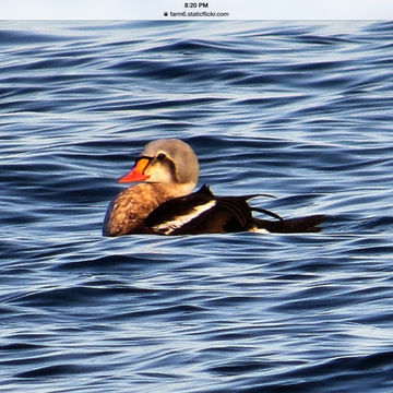 Image of King eider