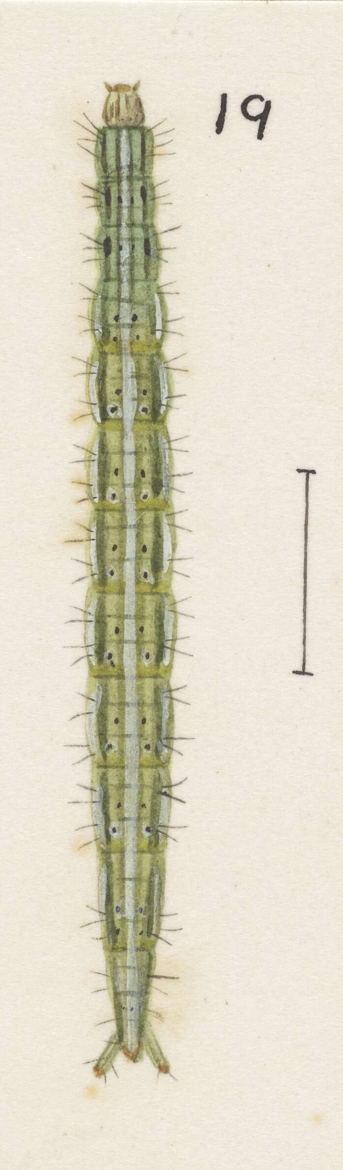 Image of Protosynaema steropucha Meyrick 1886