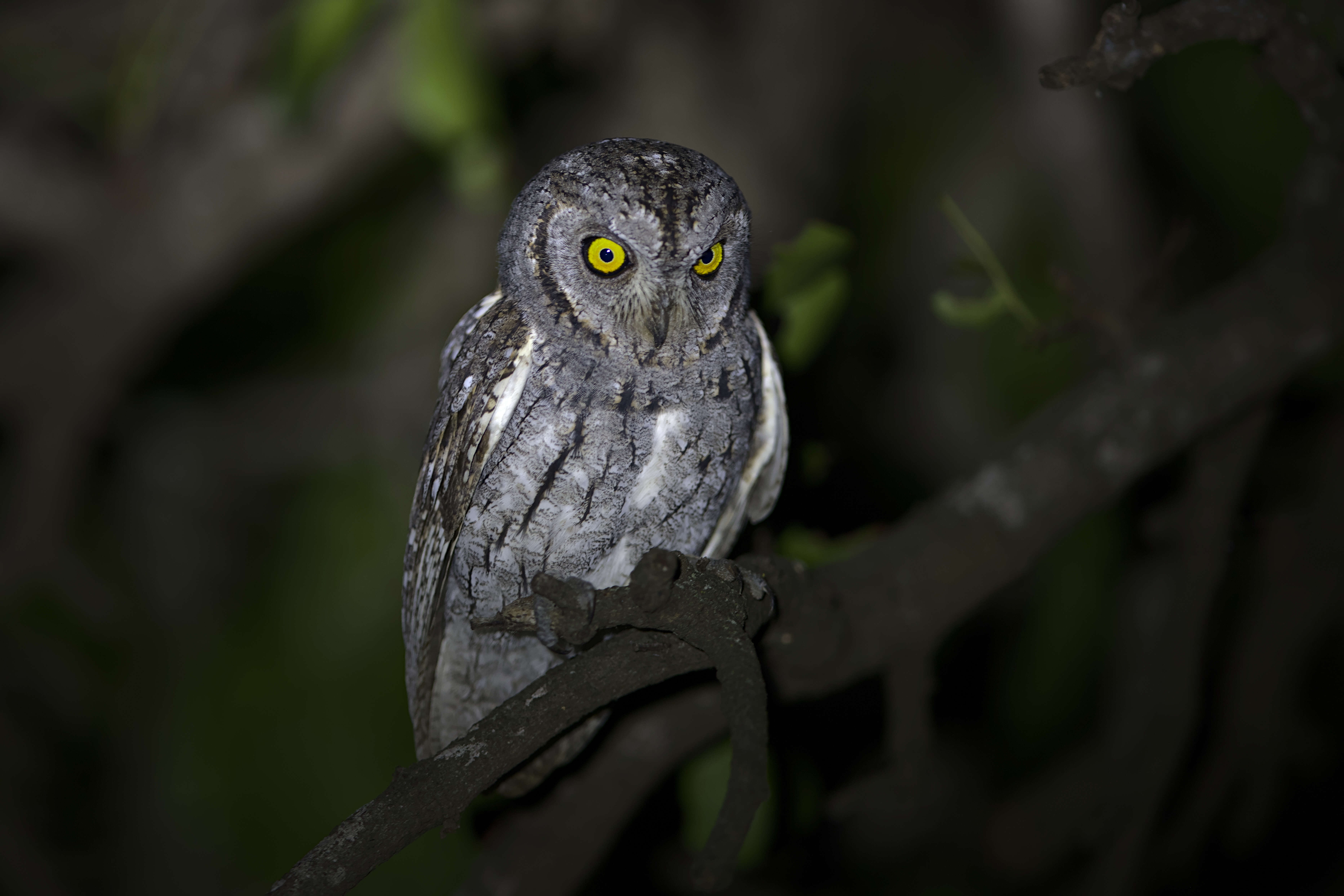 Image of African Scops Owl