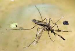 Image of Western Encephalitis Mosquito