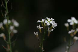 Image of Raphanus sativus var. sativus