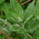 Image of <i>Artemisia suksdorfii</i>