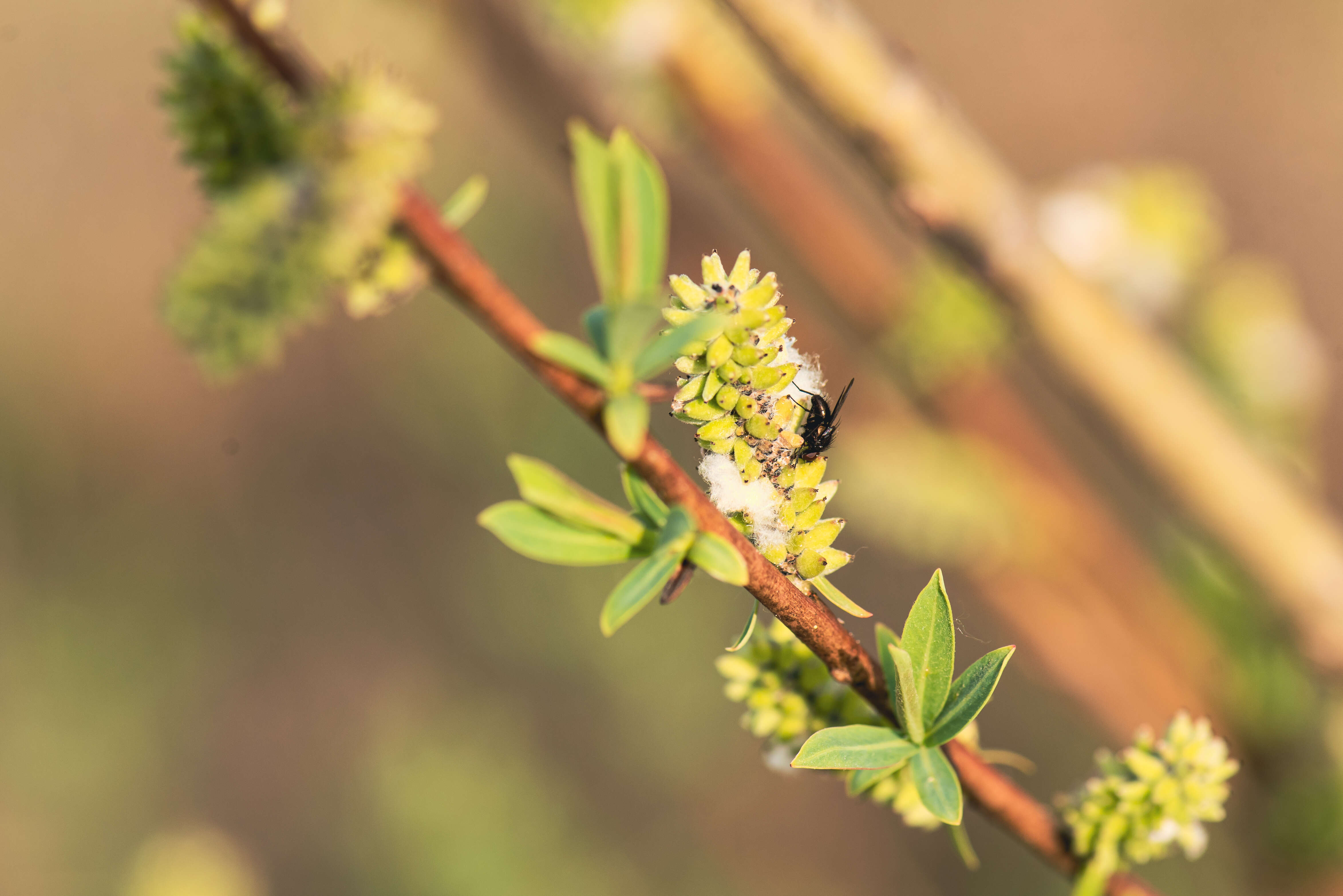 Plancia ëd Muscoidea