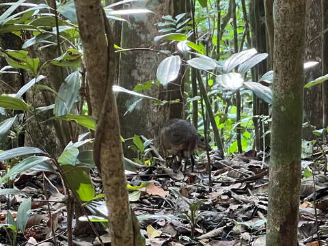 Image of Lesser Mouse-deer