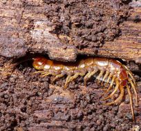 Image of Common centipede