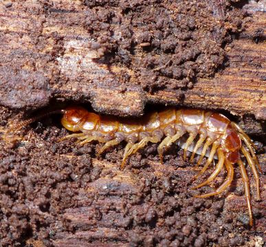 Image of Common centipede