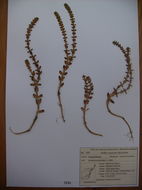 Image of <i>Honckenya peploides</i>