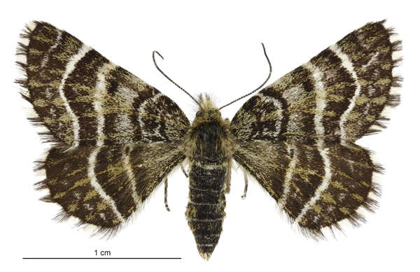 Image of Dasyuris leucobathra Meyrick 1910