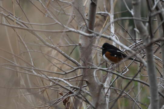 Image of Eastern Towhee