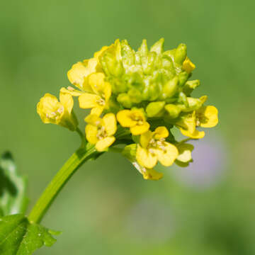 Image of winter-cress, yellow rocket