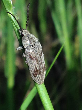 Image of <i>Dascillus davidsoni</i> (Le Conte 1859)