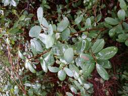 Image of alpine bilberry