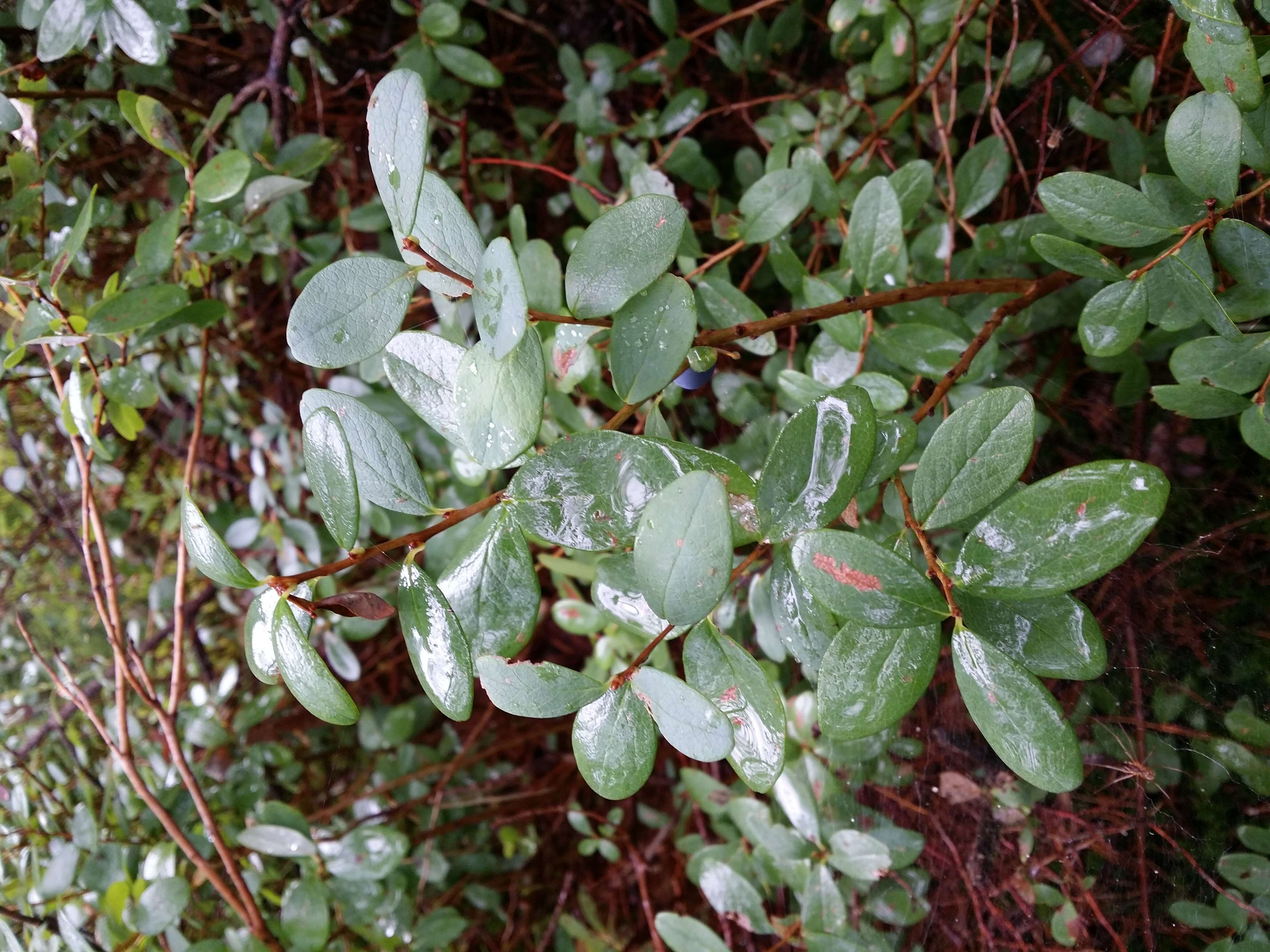 Image of alpine bilberry