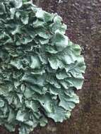 Image of Common greenshield lichen