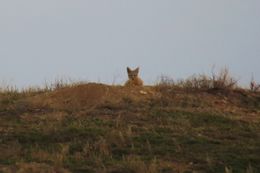 Image of Desert Fox