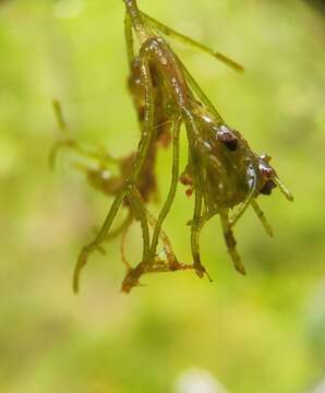 Image de Nitella mucronata