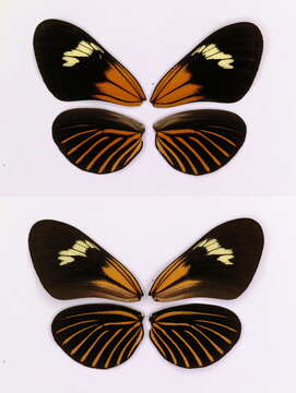 Image of Heliconius aoede Hübner 1816