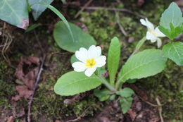 Image of <i>Primula <i>vulgaris</i></i> vulgaris