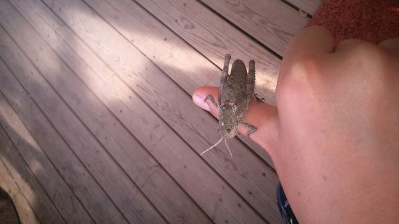 18.https www inaturalist org photos 3302317.580x360