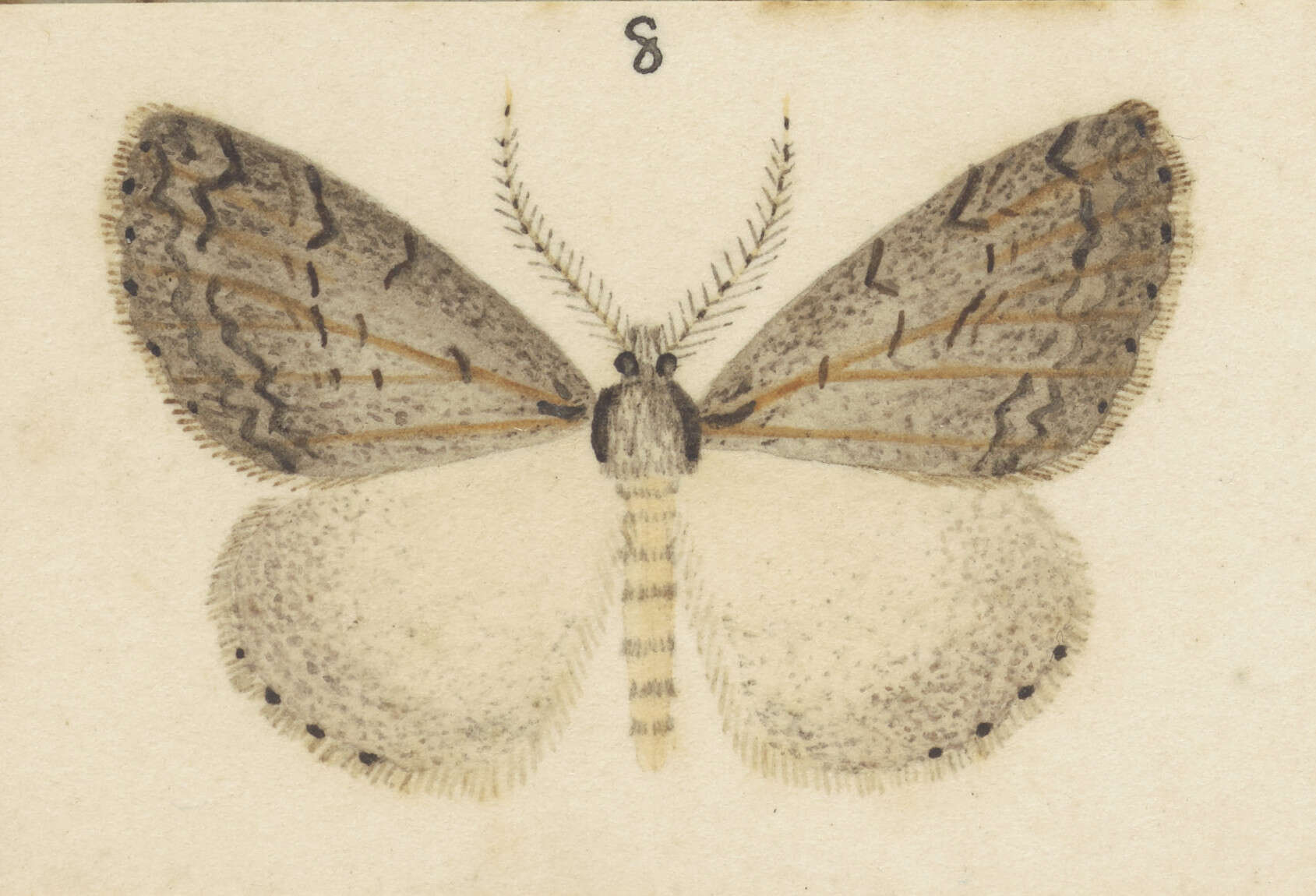 Image of Pseudocoremia rudisata Walker 1862