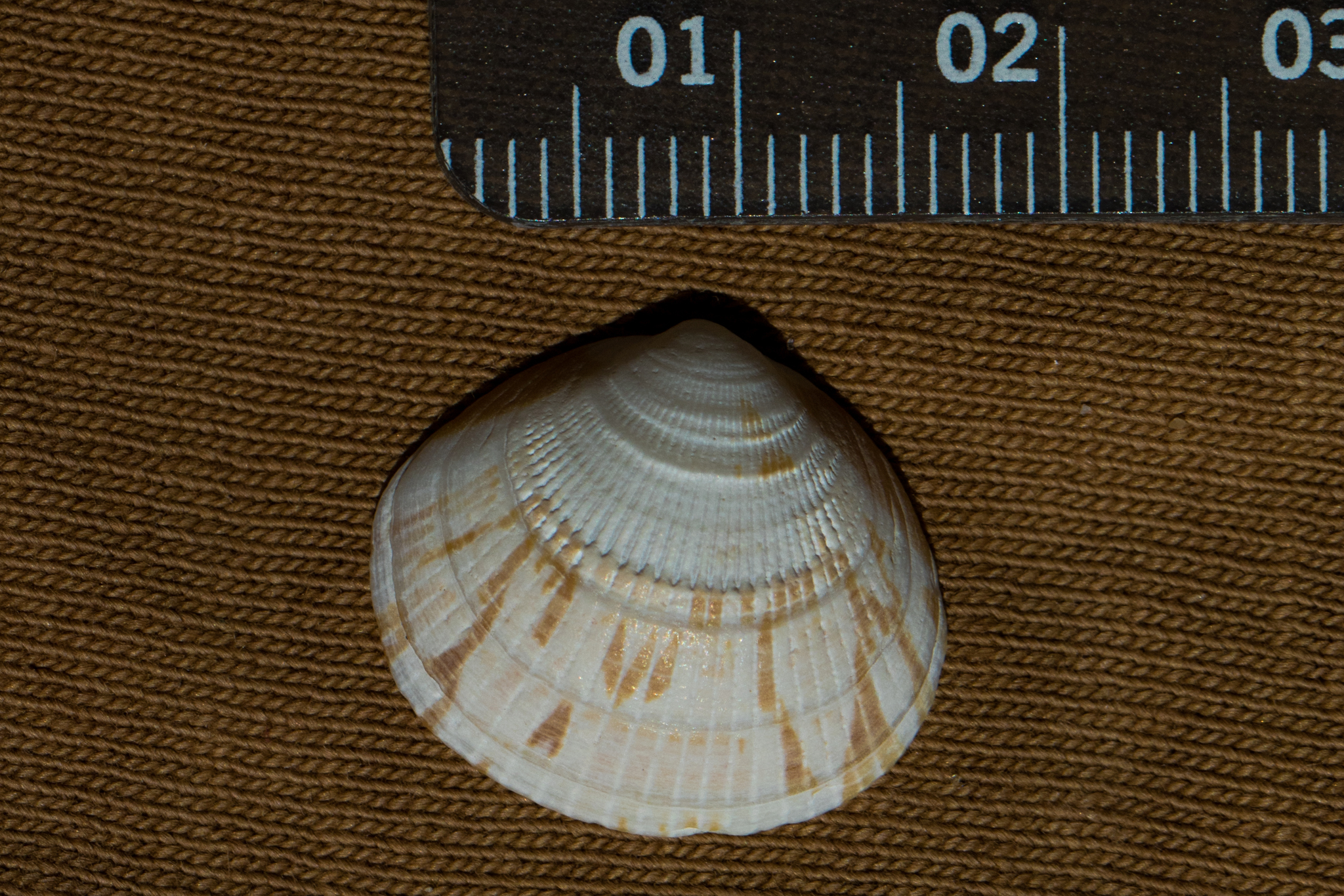 Image of <i>Glycymeris septentrionalis</i>
