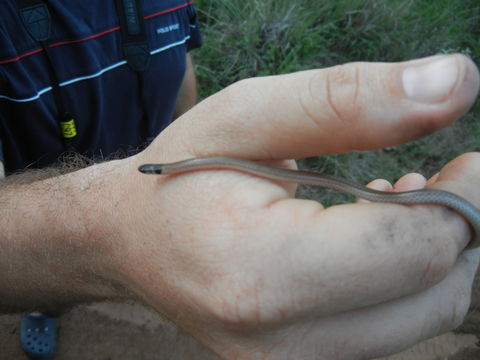18.https www inaturalist org photos 3302905.580x360