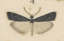 Image of Eudonia cataxesta Meyrick