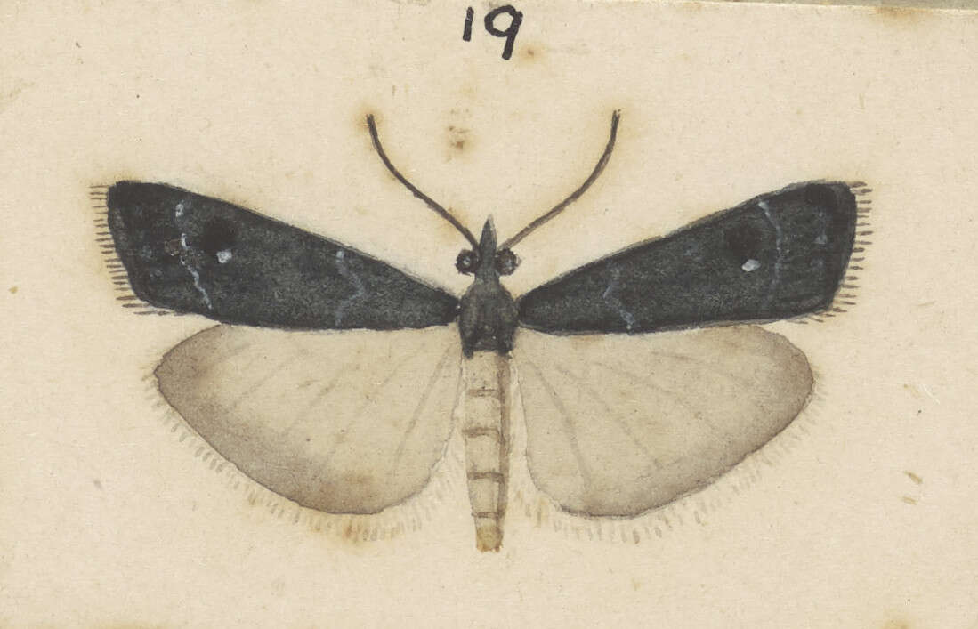 Image of Eudonia cataxesta Meyrick