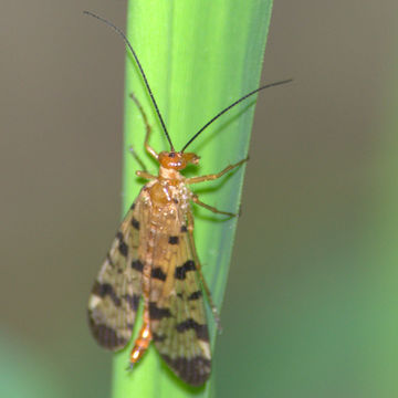 18.https www inaturalist org photos 330397.580x360