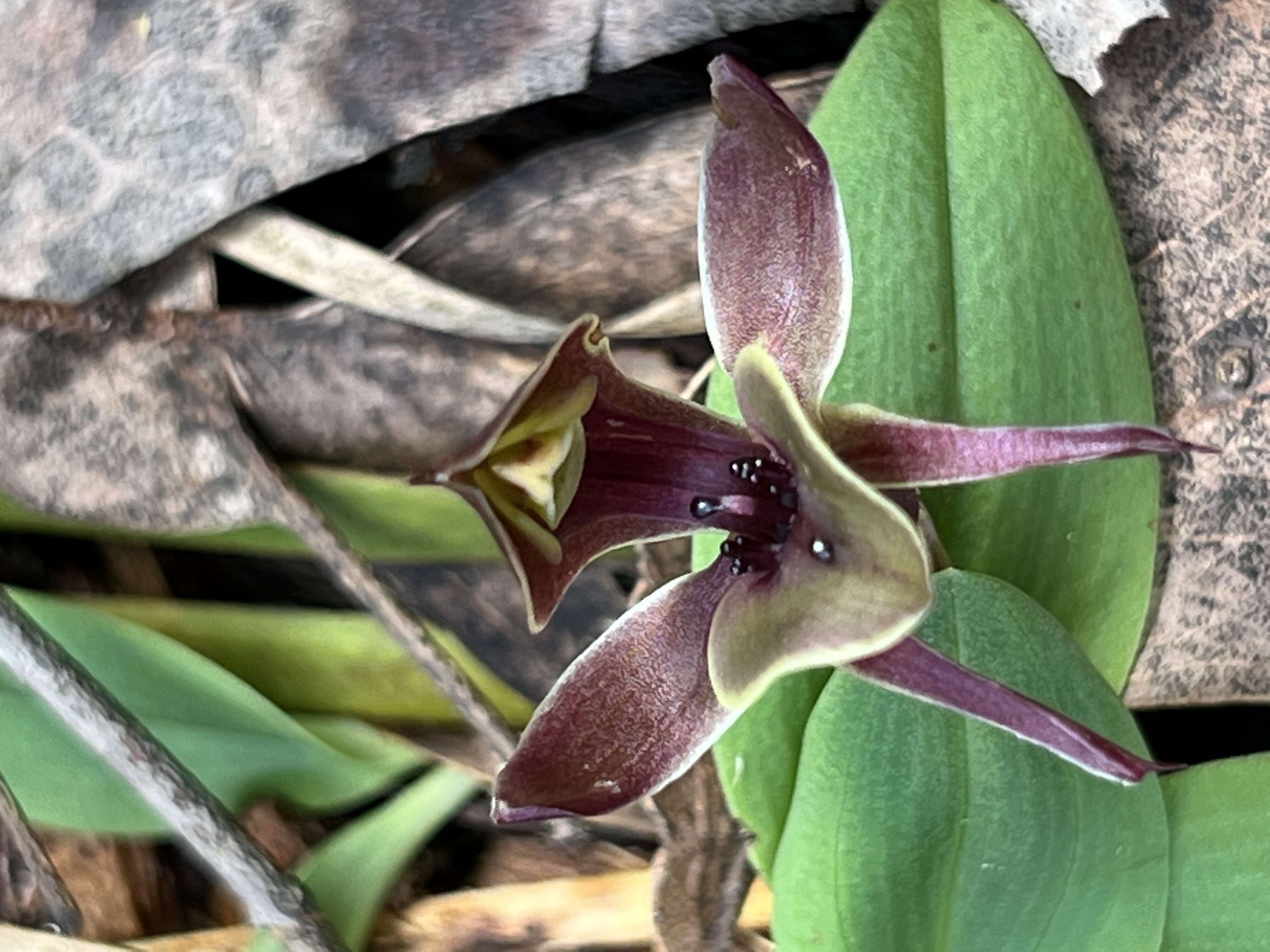 Image of Large bird orchid