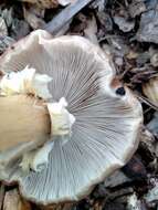 Image of Burgundy mushroom