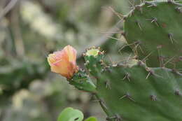 Imagem de Opuntia tuna (L.) Mill.