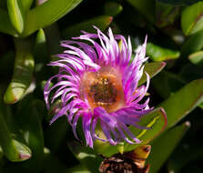 Image of Ice Plants