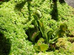 Image de Dionaea