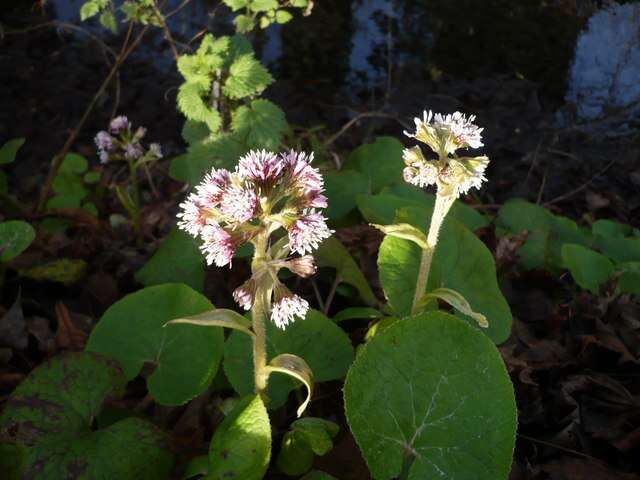 Image of Winter heliotrope