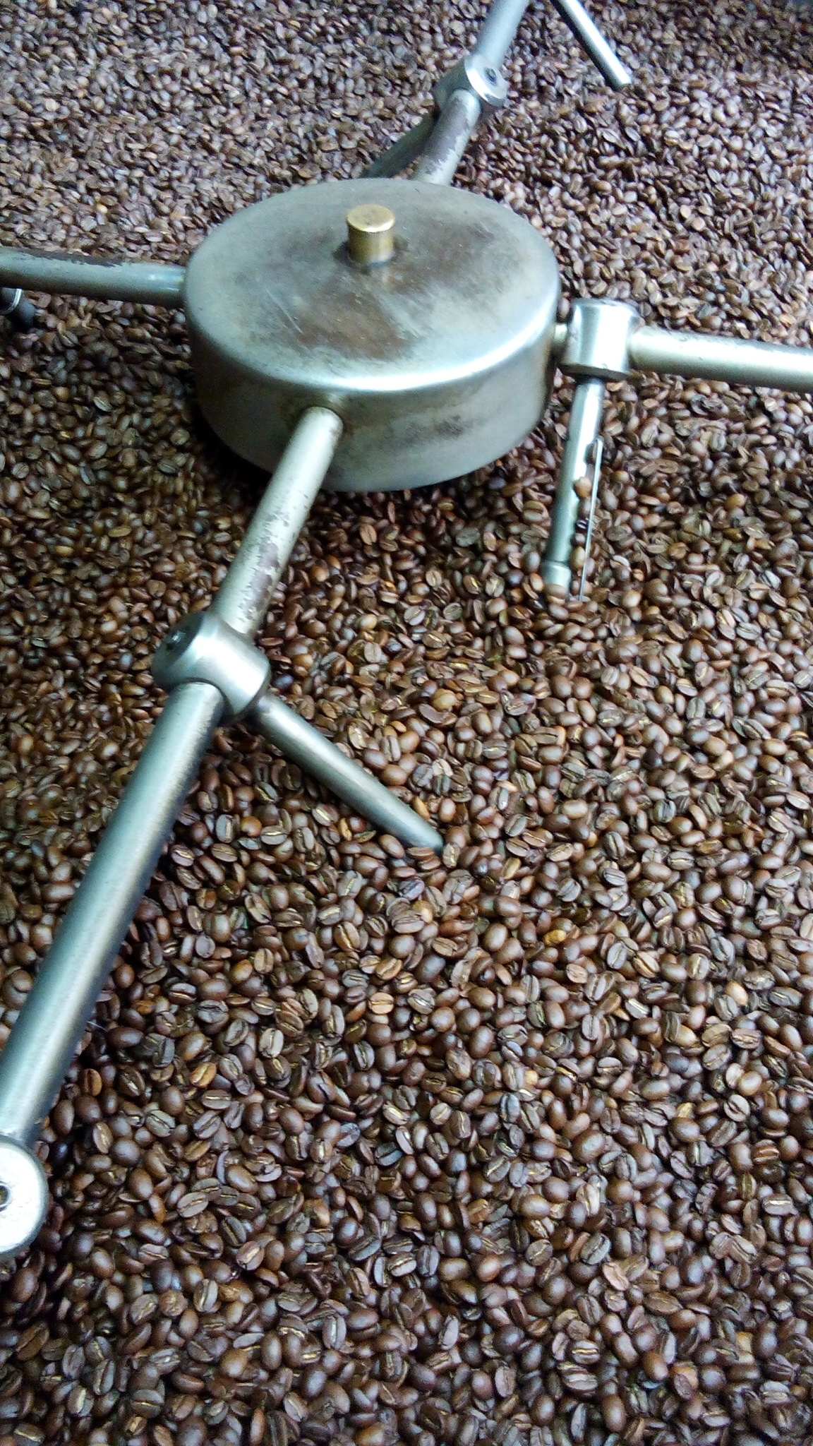 Image of <i>Coffea arabica</i>