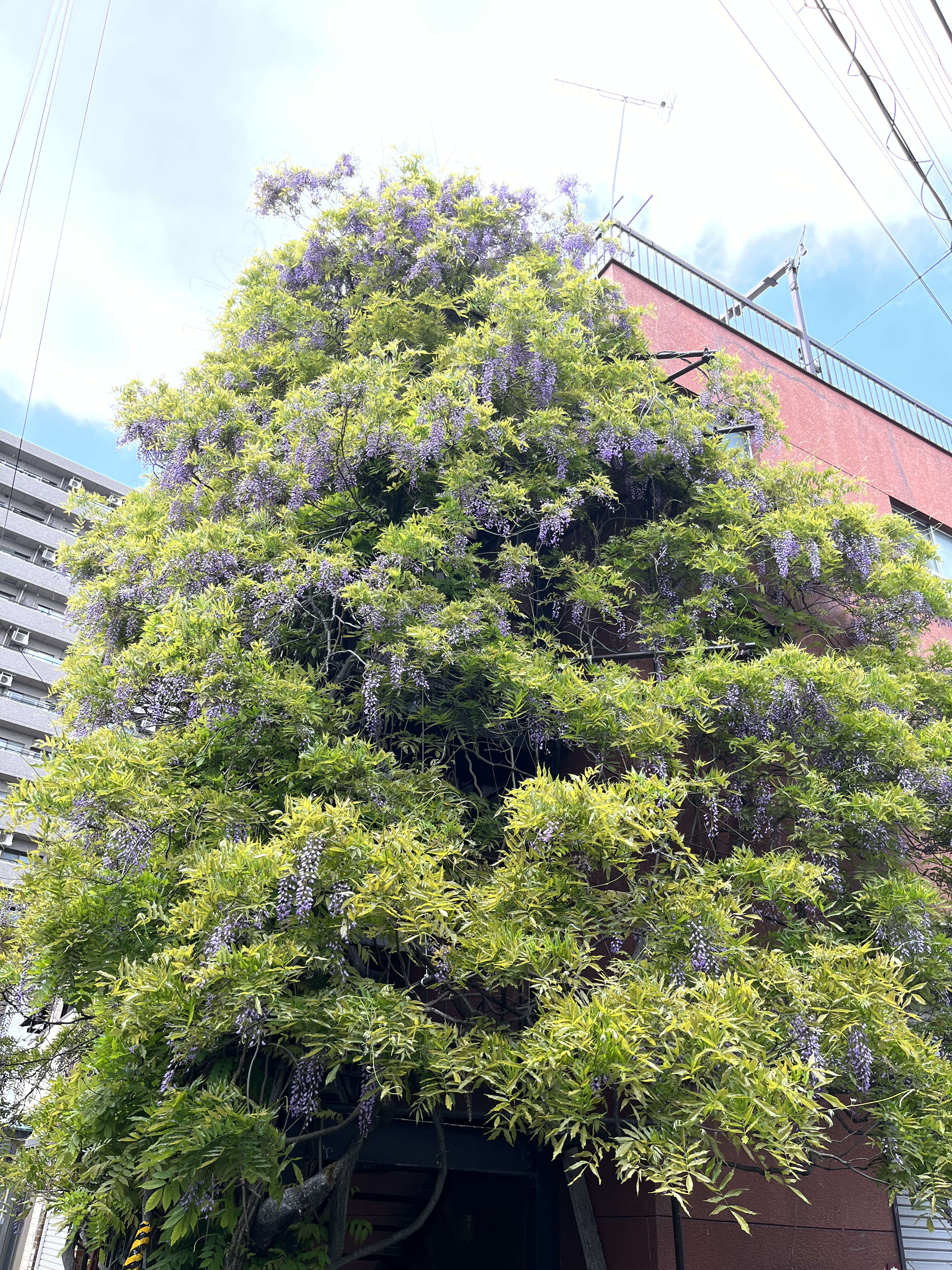 Plancia ëd Wisteria floribunda (Willd.) DC.