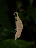 Image of Marshall's African Leaf Chameleon