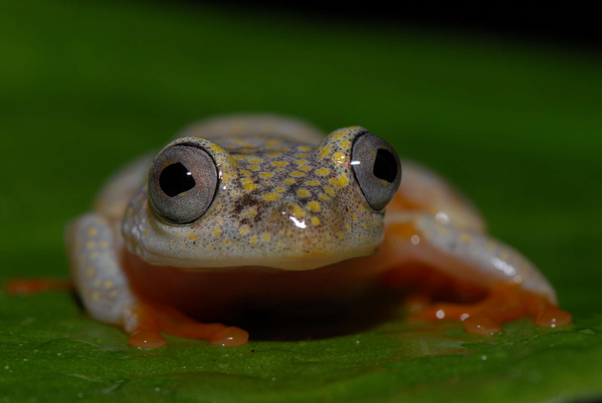 Image of Whitebelly Reed Frog
