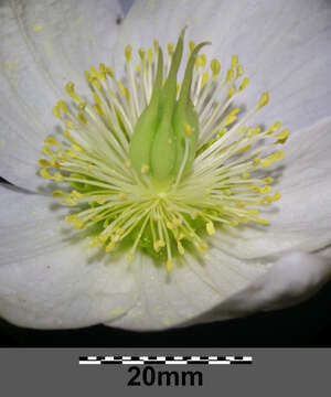 Image of black hellebore