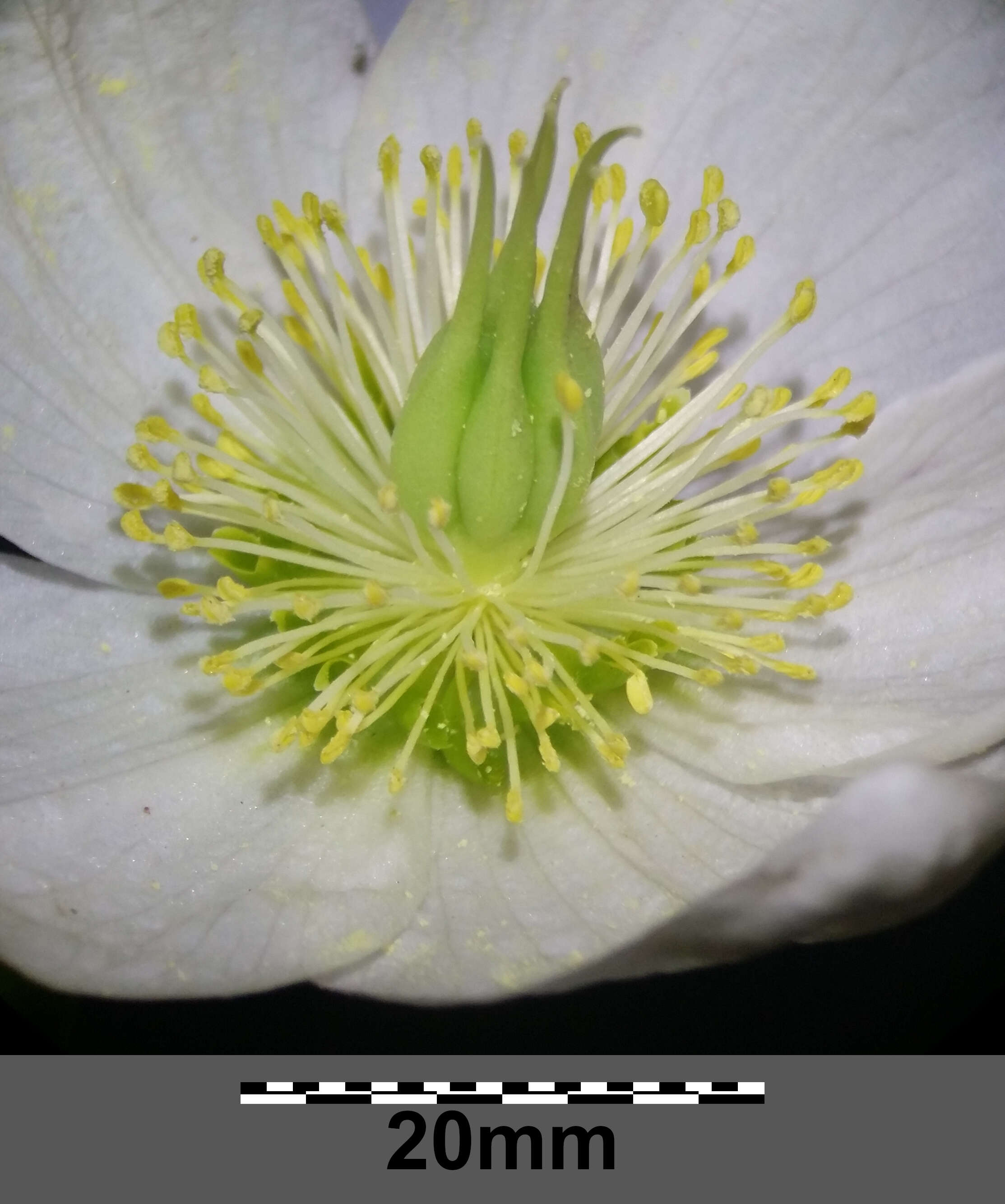 Image of black hellebore