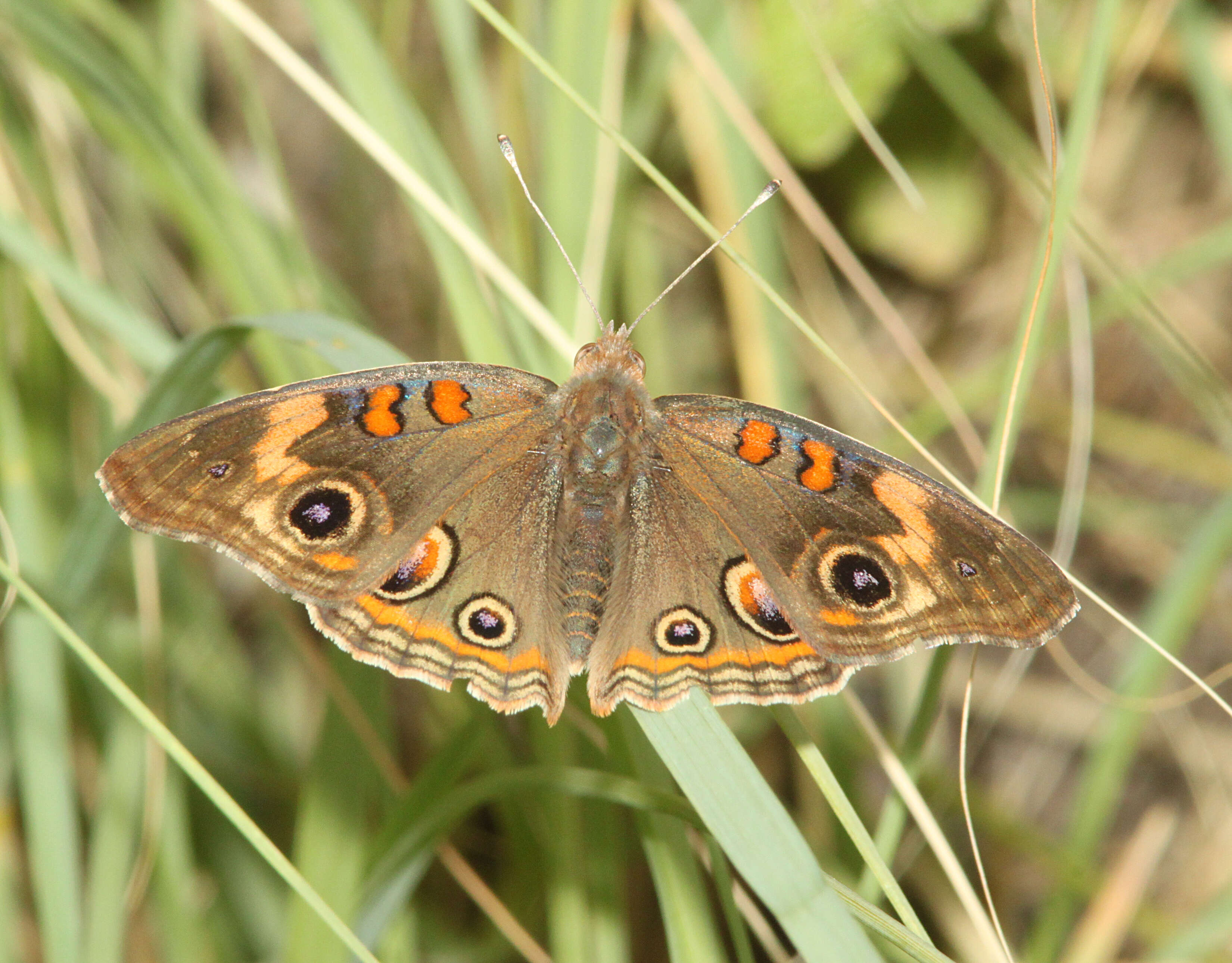 Image of Common buckeye