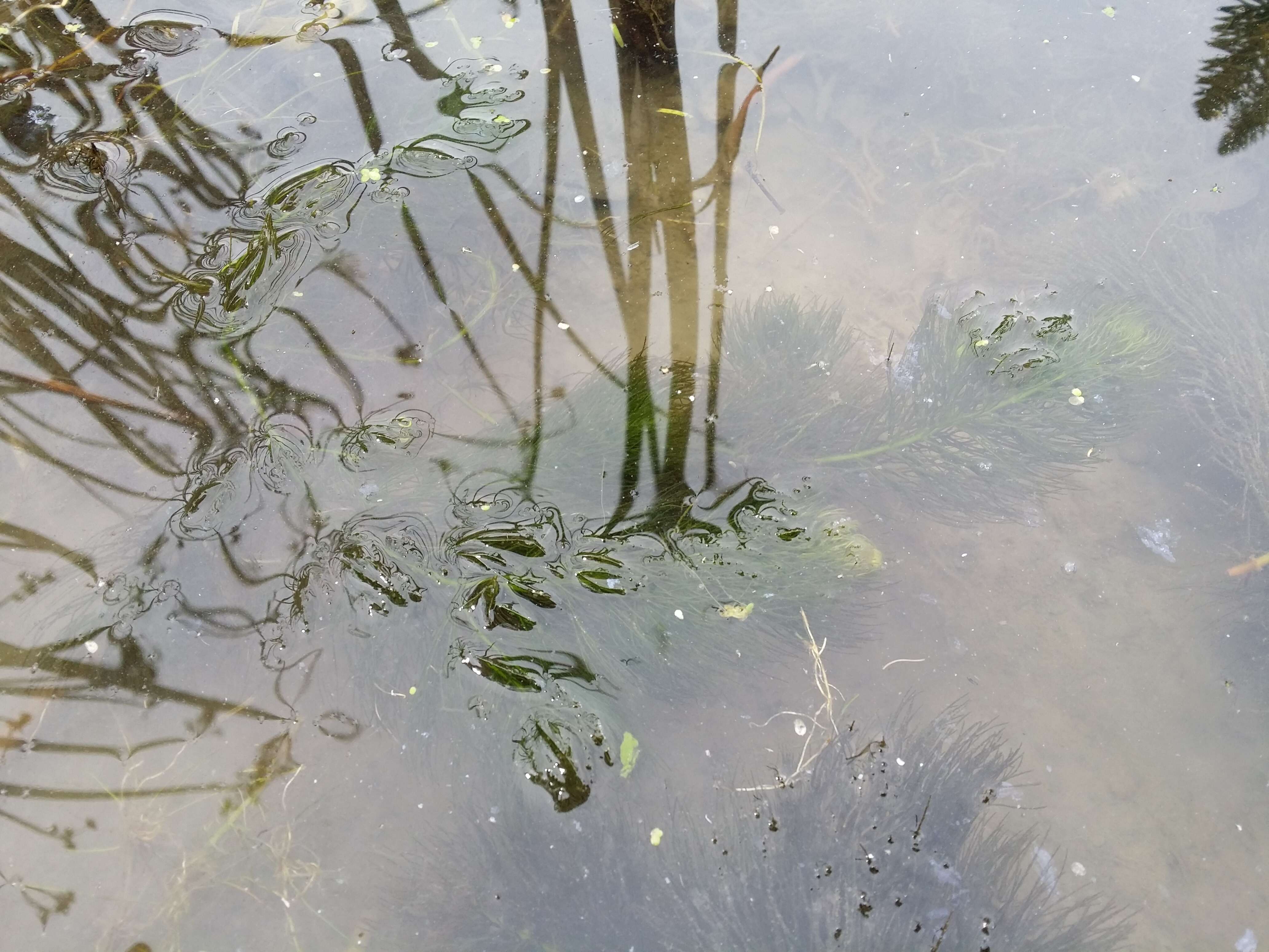 Image of Soft Hornwort