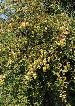 Слика од Berberis lycium Royle