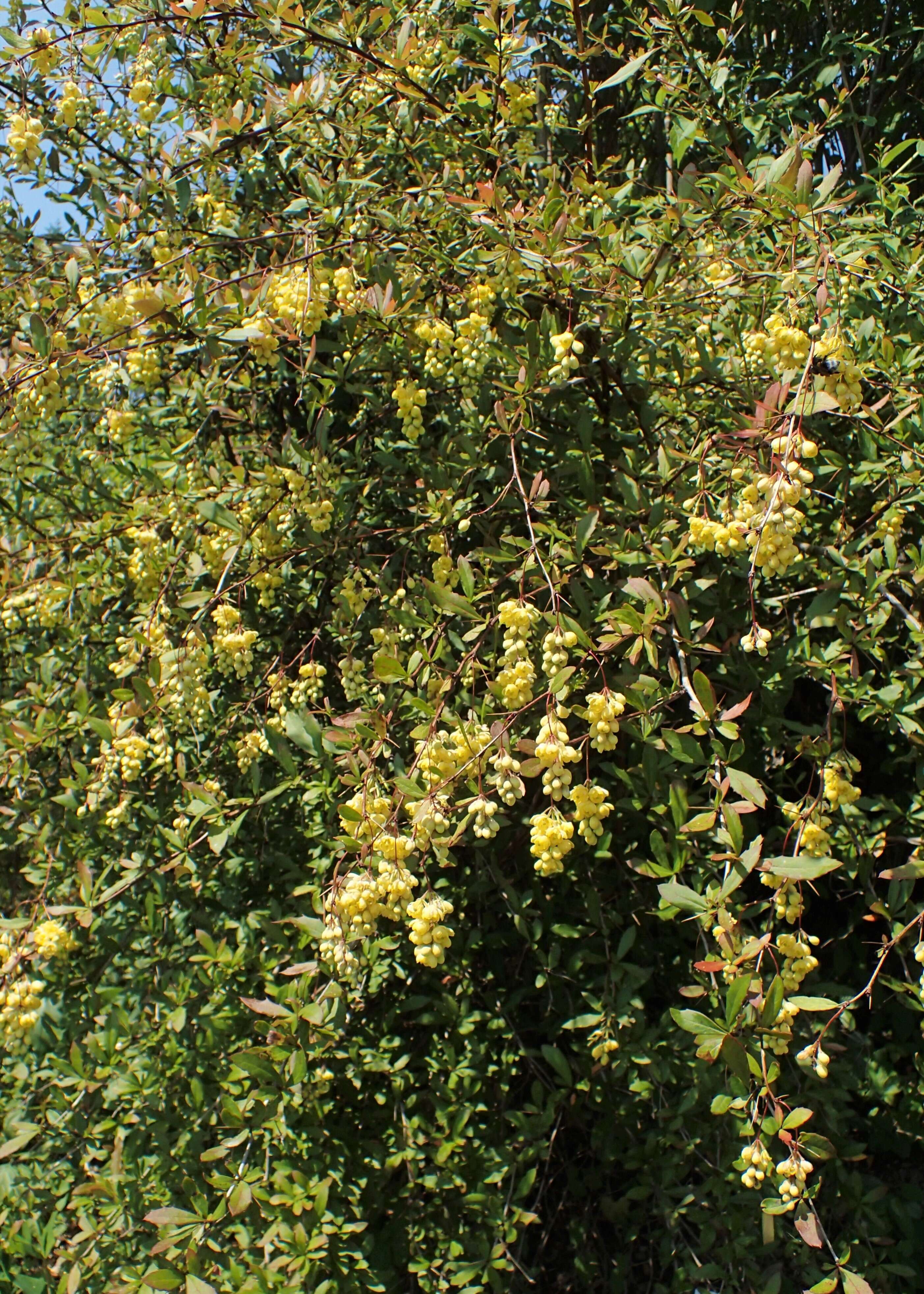 Image de Berberis lycium Royle