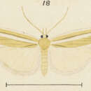 Image of Orocrambus abditus Philpott 1924