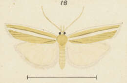 Image of Orocrambus abditus Philpott 1924