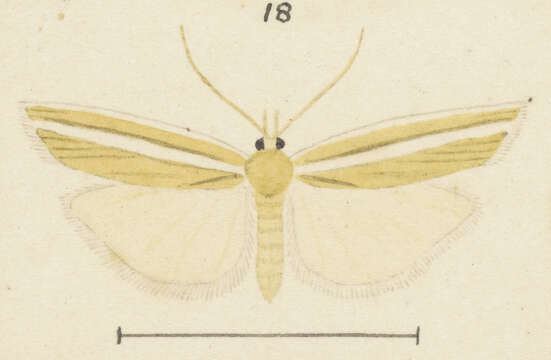 Image of Orocrambus abditus Philpott 1924