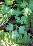 Plancia ëd Corydalis solida (L.) Clairv.